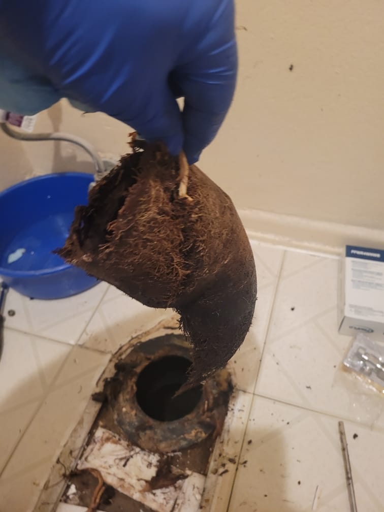Tree roots destroyed toilet flange in San Fernando Valley